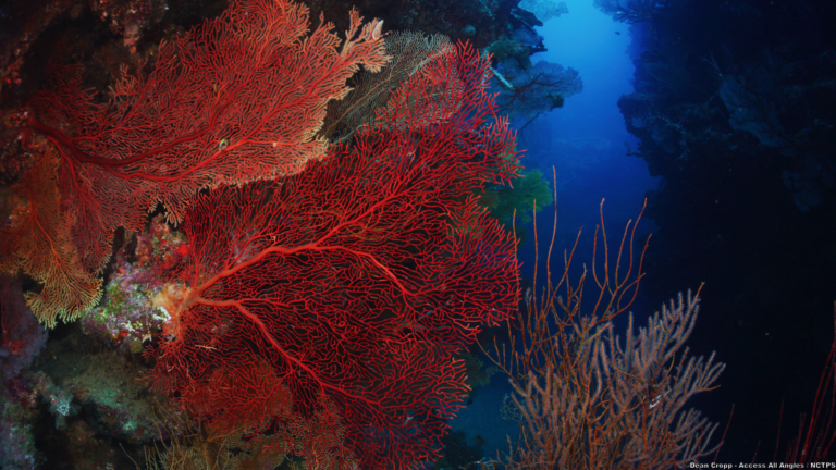 Coup de projecteur sur la Nouvelle-Calédonie : un hotspot mondial de biodiversité marine